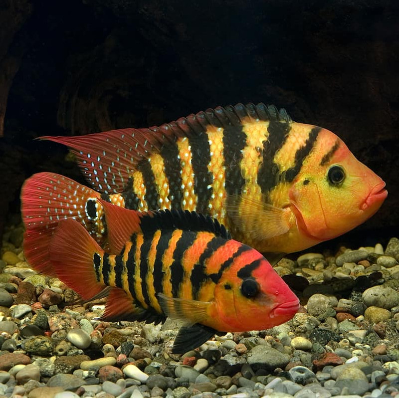 Harlequin Cichlid Aber aquatic Harlequin Cichlid