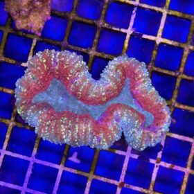 Lobophyllia Orange-Red (Premium)