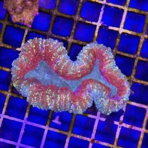 Lobophyllia Orange-Red (Premium)