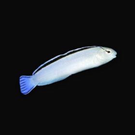 Meiacanthus Smithi, Disco blenny