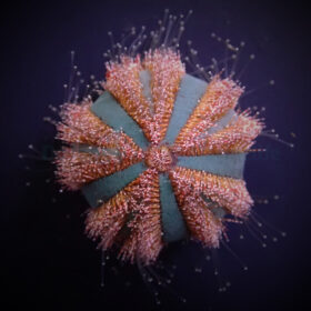 Mespilia Globulus (Red), Tuxedo Urchin