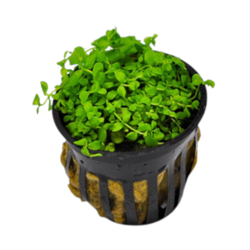 Micranthemum Monte Carlo Pot aberaquatic Micranthemum Monte Carlo Pot