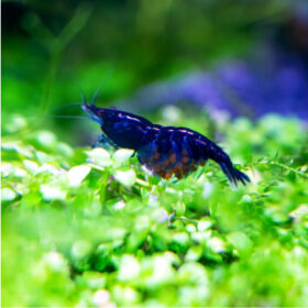 Neocaridina Heteropoda (Super Blue Shrimp)