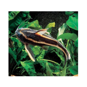 Platydoras Costatus