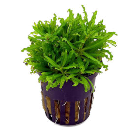 Pogostemon Helferi Pot