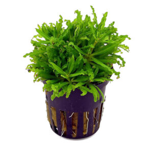 Pogostemon Helferi Pot