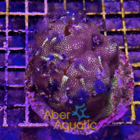 Porites Bisperma 1 (Christmas Tree)