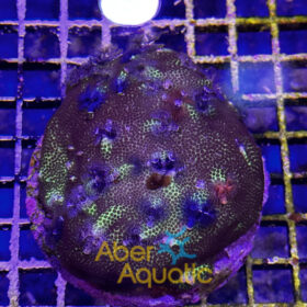Porites Bisperma 2 (Christmas Tree)