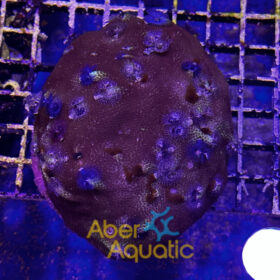 Porites Bisperma 3 (Christmas Tree)