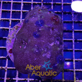 Porites Bisperma 4 (Christmas Tree)