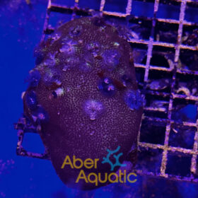 Porites Bisperma 5 (Christmas Tree)