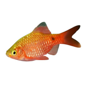 Rosy Barb