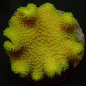 Sarcophyton Yellow (Fiji / Tonga)