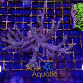 Sinularia, Finger Leather Soft Coral