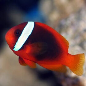 Amphiprion Frenatus, Red Clown - Tomato Anemonefish