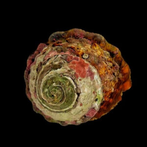Astraea Undosa, Roman Snail