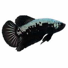 Betta Splendens PKHM Black Samurai Male WYSIWYG