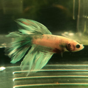 Betta Splendens Halfmoon Butterfly Male L WYSIWYG