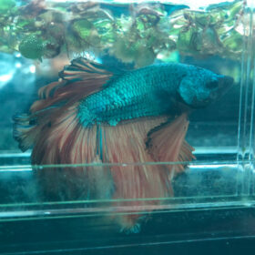Betta Splendens Halfmoon Mustard Galaxy Male L WYSIWYG