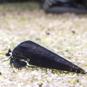 Black Devil Spike Snail (Faunus Ater)