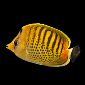 Chaetodon Punctatofasciatus, Spotband Butterflyfish