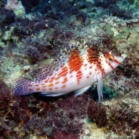 Cirrhitichthys Falco, Dwarf hawkfish