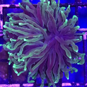 Euphyllia Glabrescens Premium