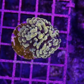 Euphyllia Paraancora (Premium)
