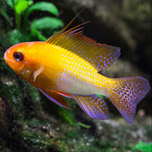 Gold Ramirezi (Mikrogeophagus ramirezi)
