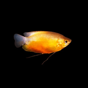 Gourami Thick-Lipped