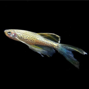 Longfin Leopard Danio
