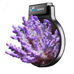 Maxspect Pastel Reef Magnifier Large