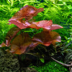 Nymphaea Lotus Red