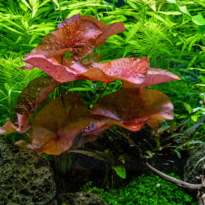 Nymphaea Lotus Red