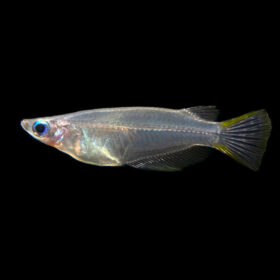 Oryzias javanicus, Javanese ricefish