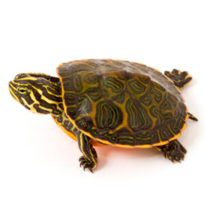 Χελώνα Florida Red-Belly Cooter (Pseudemys Nelsoni)