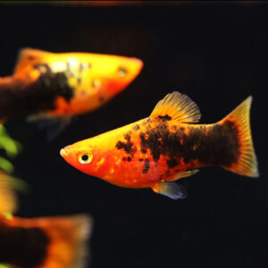 Platy Orange Spotted