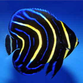 Pomacanthus Zonipectus, Cortez Angel