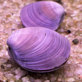 Purple Freshwater Mussel (Anodonta SP. Purple)