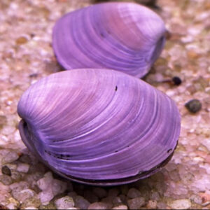 Purple Freshwater Mussel (Anodonta SP. Purple)
