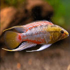 Redline Apistogramma, Apistogramma hongsloi