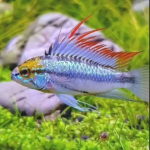 Three Striped Dwarf Cichlid, Apistogramma trifasciata