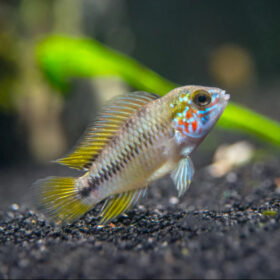 Umbrella Dwarf Cichlid, Apistogramma Borellii
