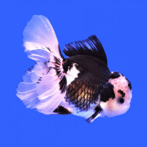 Χρυσόψαρa Oranda Lionhead Black-White