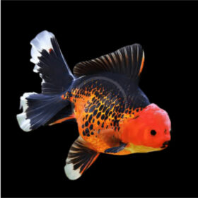 Χρυσόψαρα Oranda Black Red Cap Large
