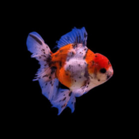 Χρυσόψαρα Oranda Calico