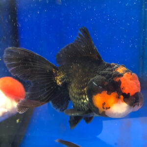Χρυσόψαρα Oranda Lionhead Black Red Cap WYSIWYG 1