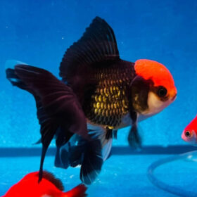 Χρυσόψαρα Oranda Lionhead Black-Red Small