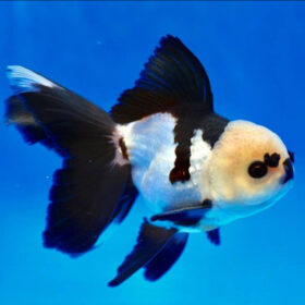 Χρυσόψαρα Oranda Lionhead Black-White 10-12 cm