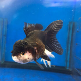Χρυσόψαρο Oranda Lionhead Black-White WYSIWYG 2